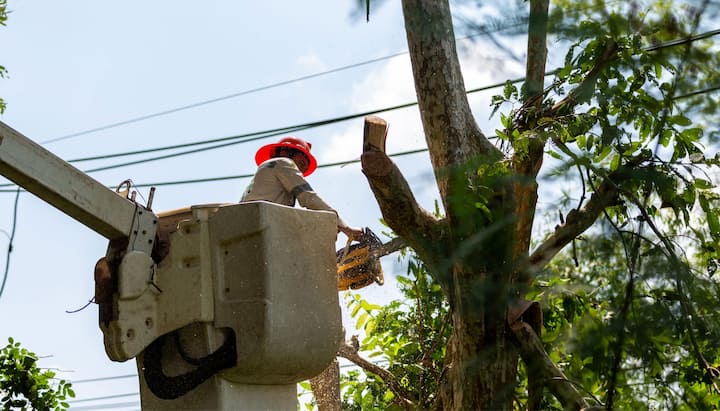 tree removal muskegon