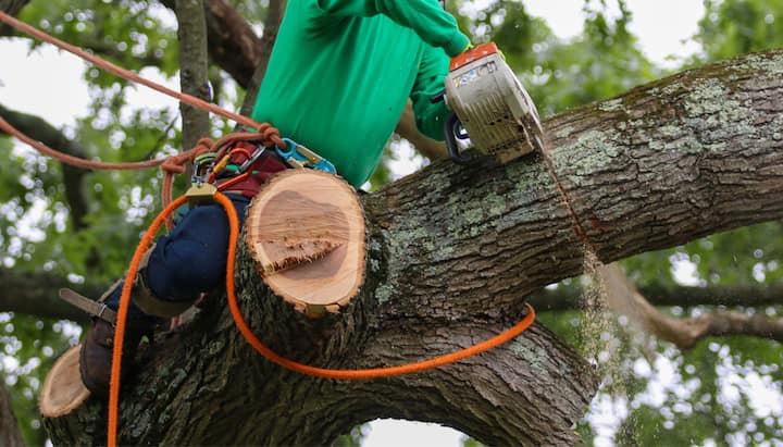 tree removal muskegon