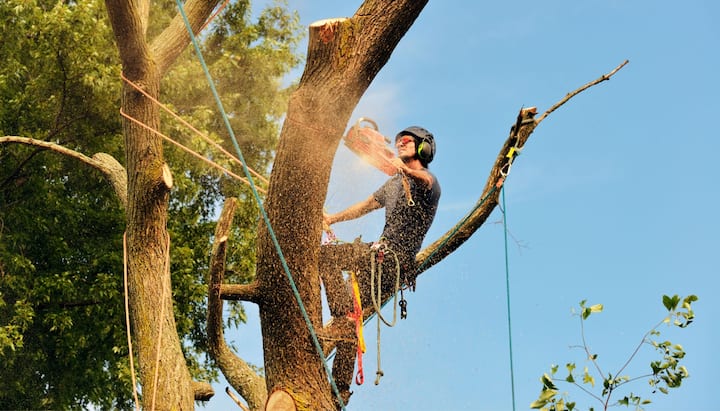 tree removal muskegon