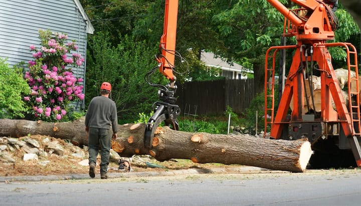 tree service muskegon