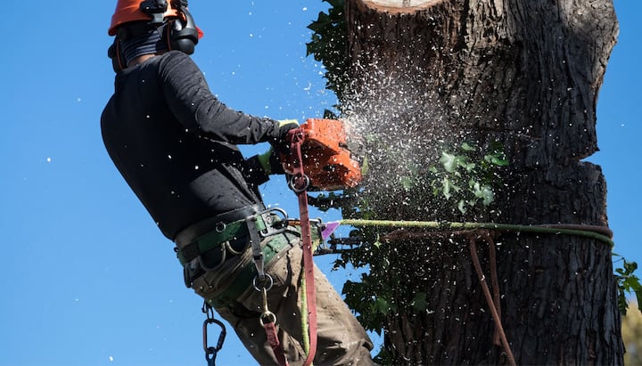 tree service muskegon